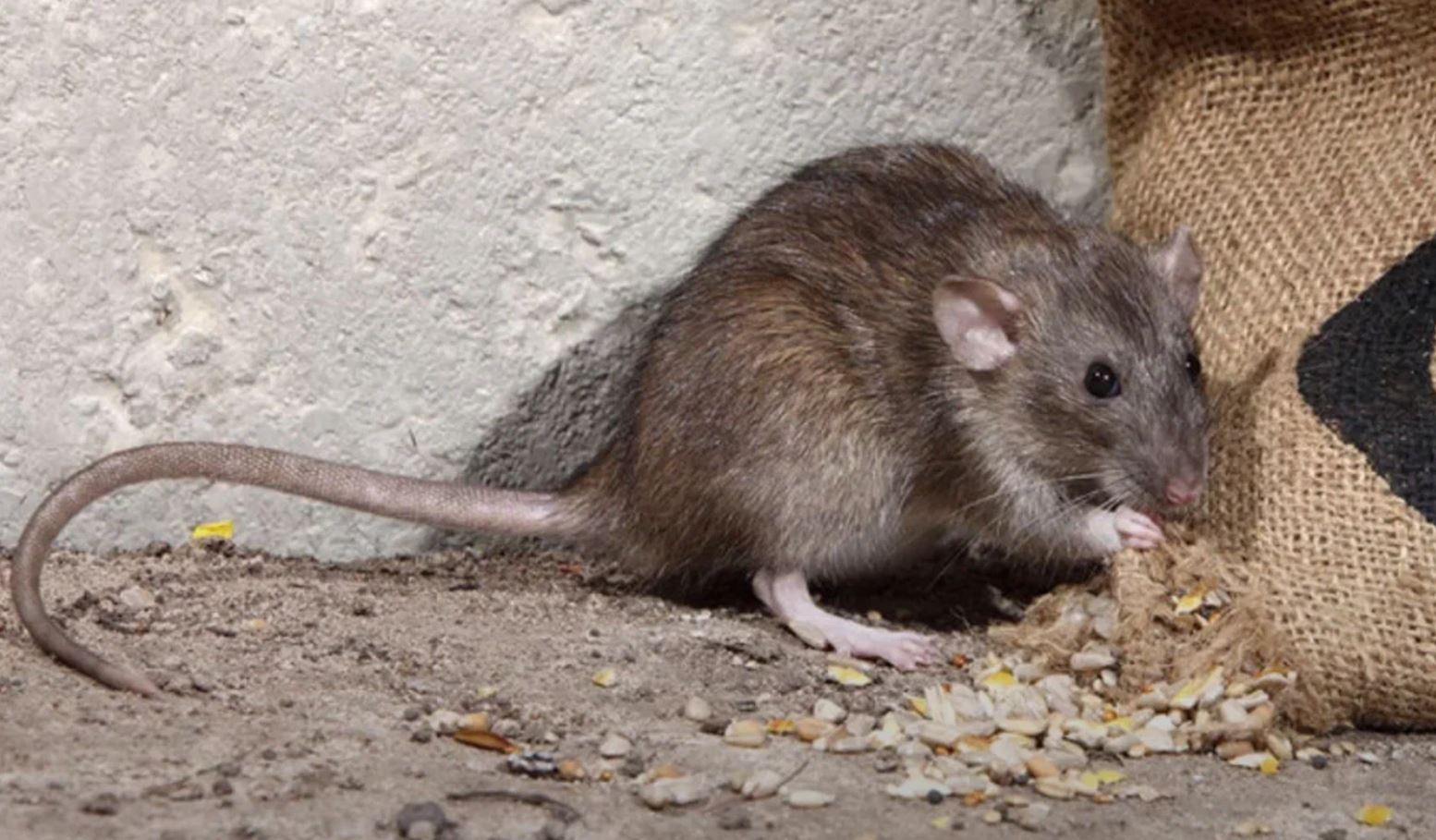 фото: Профессиональная дератизация в поселке Московской области Барвиха: <br/>+7-909-173-42-96