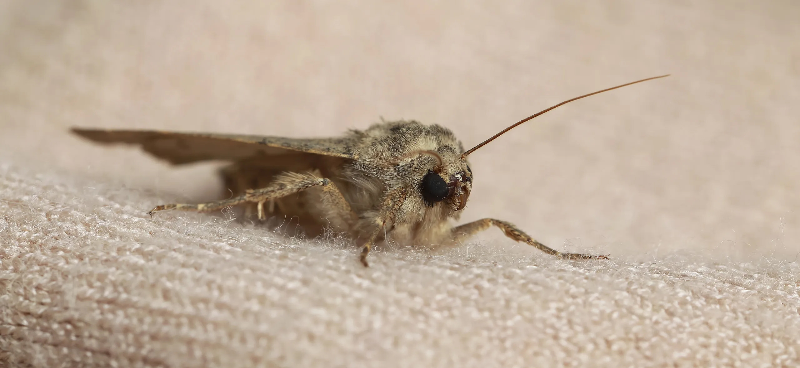 фото: Профессиональная обработка от моли в поселке Московской области Барвиха: <br/>+7-909-173-42-96